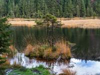 Zwei kleine Nadelbäume auf Grasinsel am Kleinen Arbersee Westufer